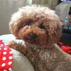anpan09210928