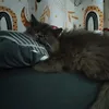 finn_dandysworld12