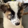 w_t_dog