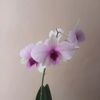 ja_orchids07