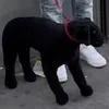shadow_da_dawg