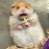 hamstergal