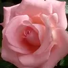 elmirchik05