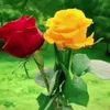 jafar.abdulla