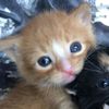lipta_gav