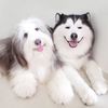 Maru Bear