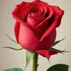 noraalkhalaf395