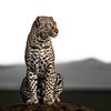 _sultan9