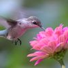 hummingbird174