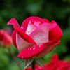 maaz810967
