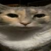 noobxddas