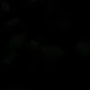 meoctee05