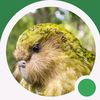 kakapo6161