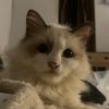 ragdollpaaw