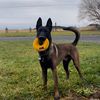 bolo_belgianmalinois