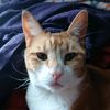 orangetabbycat16