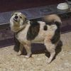 444_wanbi