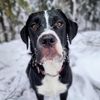 willgrahamsdogwalker