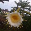 imakofi