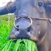 ibnu.habib.sathar