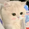 sunichan153