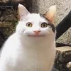 mr.cat829
