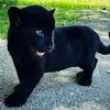tiktok.com.keni