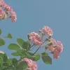 hoainhu71