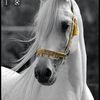 loo_7722