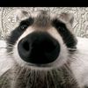 speci_blum
