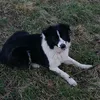 cute_but_pysco1
