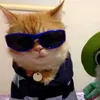 _janzz_1