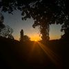 sctld_29