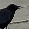 backinblack444