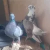 rafeiandavery