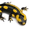 salamander678