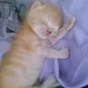 pinky_2456