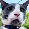 beckoningcat1