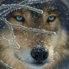 wolf54500