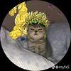 adam7asyl