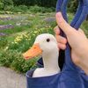 ducksssdsd