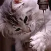 cmz_tv