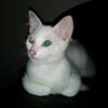 snowolf_69