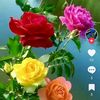 user6092159014829