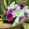 hoalan_860