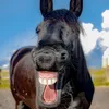 Erupted Laughs