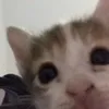 nastiks_xd_0