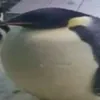 nawbui