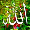 jameeltareen49