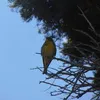 pigizwis